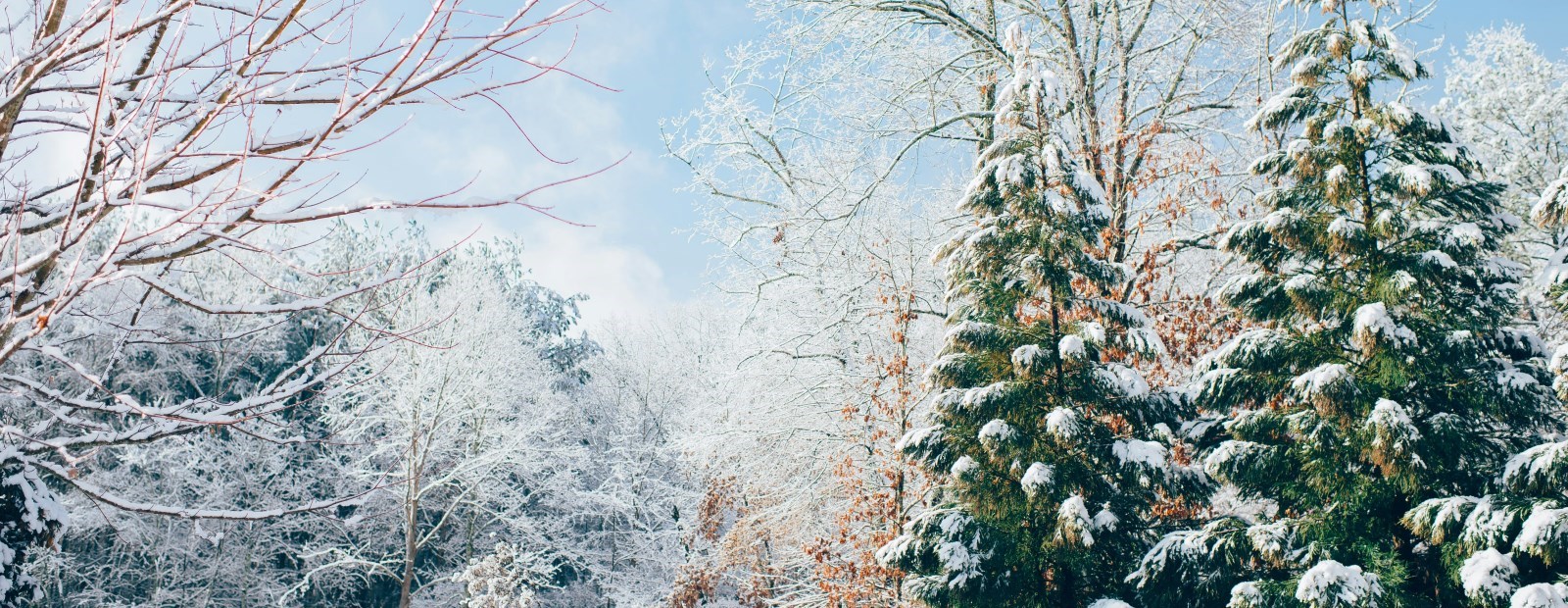 Brooklin Holiday Market @Brooklin High School