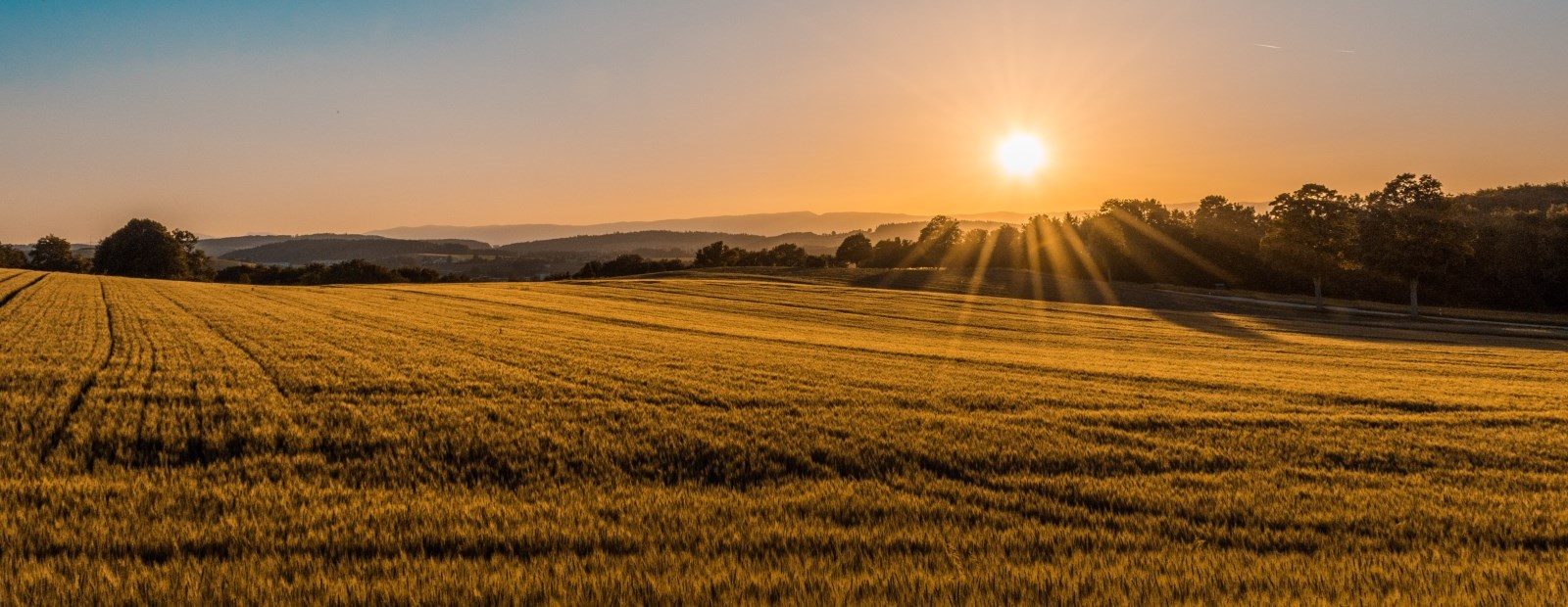 Sunrise over a field of wheat. 